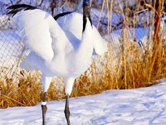 -钏路市丹顶鹤自然公园