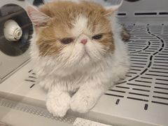 -FAELING PETS美天灵宠物(富力广场店)