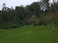 -白鹭湾湿地公园