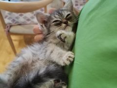 -万小咖.猫咖(中山路天虹店)