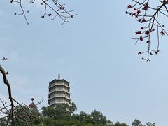 -深圳国际园林花卉博览园