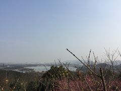 -香雪海