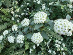 -南山植物园