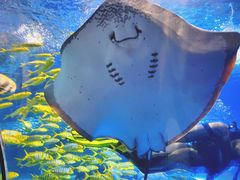 -太平洋海底世界