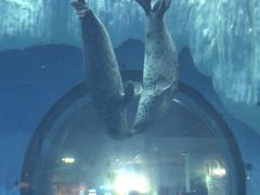 -海合安武汉极地海洋公园