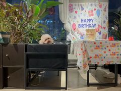 -百好乐宠物友好餐厅(朝外大街店)