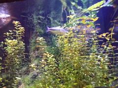 -悉尼海洋生物水族馆