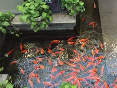 -旺顺阁鱼头泡饼(小红门店)