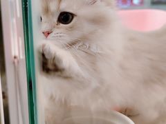 -babydoll猫舍·米努特·德文·缅因(久光中心店)