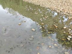 -皇粮浜湿地公园