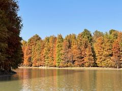 -上海海湾国家森林公园