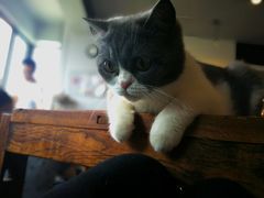 -猫色咖啡·猫咖