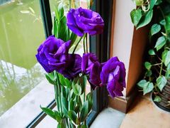 -梧桐花园餐厅(新城店)