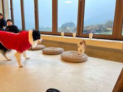 -白茶原·一片叶子