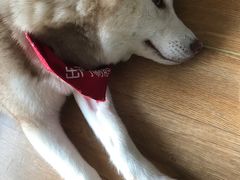 -Husky Go! 哈士奇体验馆·宠物咖啡厅狗咖