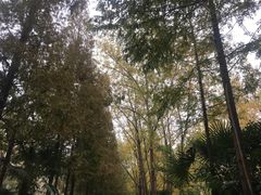 -合肥滨湖国家森林公园