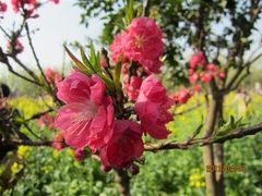 景点-南汇桃花村