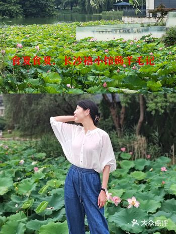 何以消夏，唯有闲情。荷花盛开时，夏天真的来了。同事兼