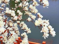 -新江湾城公园