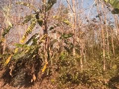 -霸王岭国家森林公园