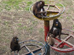 -西霞口神雕山野生动物世界