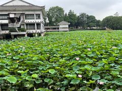 -荔湾湖公园