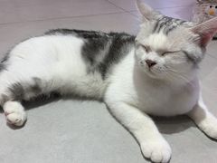 -Heymao猫咖.咖啡厅(东门店)