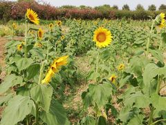 -武汉紫薇都市田园