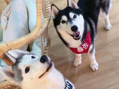 -Husky Go! 哈士奇体验馆·宠物咖啡厅狗咖
