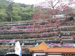 -深圳仙湖植物园
