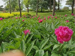 -沈阳植物园