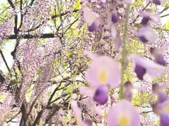 -嘉定紫藤园