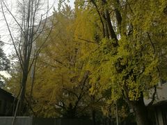 -四川大学(望江校区)