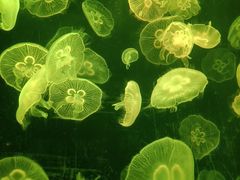 -上海海洋水族馆