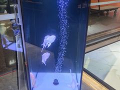 -山东柏宁水族批发广场