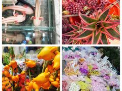 -循礼门鲜花花市(武汉循礼门店)