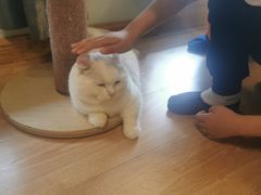 -MOYOYO猫咪咖啡店
