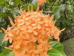 -中国科学院西双版纳热带植物园