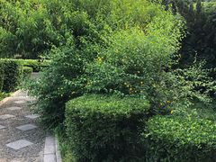 -西苑公园