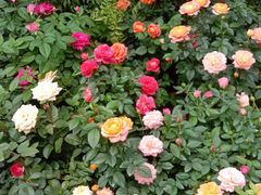 -桂林市花鸟市场