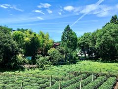 -野蔓果·山野菜(西湖景区·龙井茶田店)