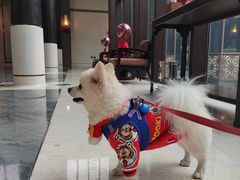 -上海崇明金茂凯悦酒店