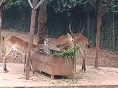 -合肥野生动物园