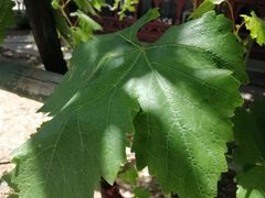 -万源龙顺度假庄园生态观光园