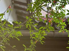 -西园戒幢律寺