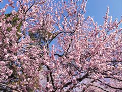 -桃花堤公园