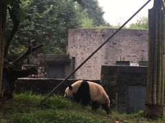 -都江堰中华大熊猫苑