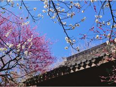 -杭州植物园