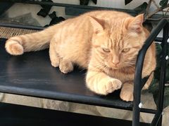 -喵屿·大理花园猫咖