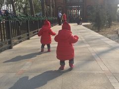 -合肥滨湖国家森林公园